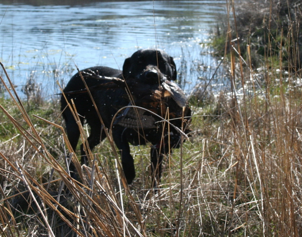 Dallas Retrieve